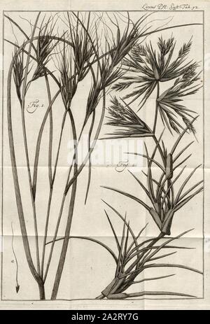 Les herbes 6, Fig. 1 : Stipa arguens du Japon, fig. R : Le Saame avec la grande arête, fig. 2 : squarrosus Spinifex de Ceylan, feuille 92, p. 858, 1785, Carl von Linné : Des Ritters Carl von Linné [...] vollständiges vierzehnten Pflanzensystem : nach der lateinischen Ausgabe und nach Anleitung des holländischen Houttuynischen Werks übersetzt und mit einer Erklärung ausführlichen ausgefertiget. Nebst einem vollständigen und sieben Kupfertafeln s'inscrire. Theil 12. Nürnberg : bey Gabriel Nicolaus Raspe. 1785 Banque D'Images