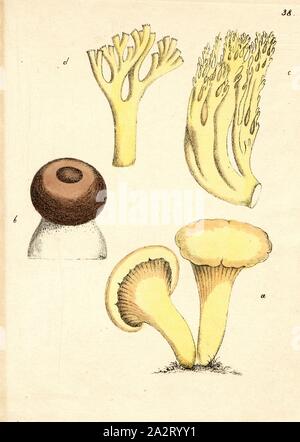 CANTHARELLUS AGARIC Liu. Et asseclar., Boletus edulis Bull. Pers. Frites. und CLAVARIA Pers jaune., Fig. A : chanterelle jaune commun, venaison, eryngium, fig. B : éponge perforée, cep, champignons, fig. C ET D : éponge, barbe de chèvre, fig. 38, après p. 84, Labram, Jonas David (gezeichnet) ;, Brodtmann, C. J (lith.), Johannes Hegetschweiler, Jonas David Labram, C. J. Brodtmann : Die Giftpflanzen der Schweiz. Zürich : Verlag von Albert Unflad ; bei Johannes Esslinger, Praeceptor, [18 Banque D'Images