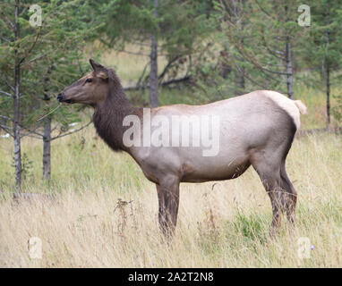 Une femelle wapiti (Cervus canadensis) pâturage sur l'herbe et les arbustes près d'une route très fréquentée. Jasper, Alberta, Canada, Banque D'Images