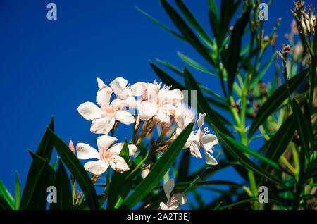 White Oleander fleur fleur et ciel bleu Banque D'Images