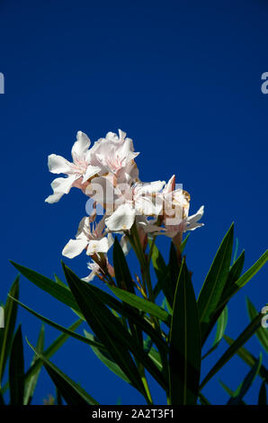 White Oleander fleur fleur et ciel bleu Banque D'Images