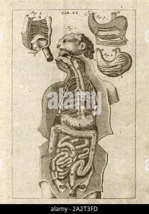 Dans le pharynx, l'estomac et les intestins, les organes digestifs, la plaque 20, p. 250, Kulmus, Johann Adam, Johann Adam Kulmus : Anatomische Tabellen : nebst darzu gehörigen Commentaires [...]. In Siebente Ausgabe. Augsburg : verlegts Elias Tobias Lotter, 1764 Banque D'Images