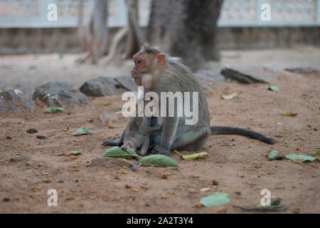 Bébé singe allaitement animal tout en étant protégé par sa mère le scoutisme, et regardant vers la caméra dans un temple à Tiruvannamalai - Inde, s Banque D'Images