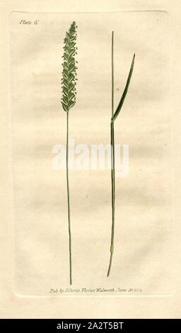 Dogs-Tail à crête Herbe, Cynosurus cristatus Crested Grass (prairie), signé : Pub., par S. Curtis, planche 6, à la p. 14, William Curtis : observations pratiques des Britanniques, en particulier les graminées telles que sont les mieux adaptées à l'établissement ou l'amélioration des prairies et des pâturages : de même, un recensement des graminées. Londres : imprimé pour H. D. Symonds, 1805 Banque D'Images