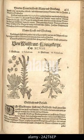 Verbascum I, Wullkraut, Fol. 402r, 1590, Pietro Andrea Mattioli, Joachim Camerarius : Kreuterbuch unnd hochgelehrten weitberühmten Berrn desz D. Petri Andreae Matthioli. Franckfort am Feyrabendt " : [1590], Banque D'Images