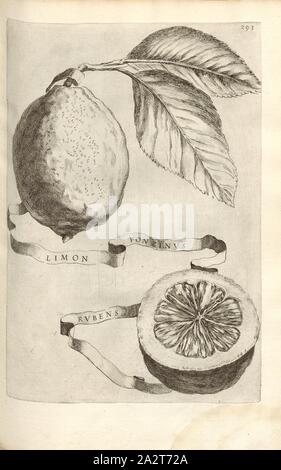 Ponzinus Limon Rubens, agrumes, fig. 58, p. 290, 1646, Giovanni Battista Ferrari : Hesperides sive de malorum aureorum cultura et usu libri quatuor. Romae : sumptibus Hermanni Scheus, 1646 Banque D'Images