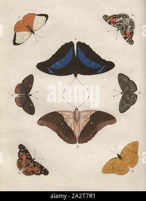 Les papillons 4, Fig. A-B : méandre, fig. C-D : Scylla, fig. E-F : Iole, fig. G-H : Salomé, Pl., xii, p. 16, après 1775, Pieter Cramer : De uitlandsche kapellen voorkomende dans waereld-de De drie deelen Asie, d'Afrique en Amérique. Bd. 1. Amsterdam [etc.] : chez S. J. Baalde, 1775-1791 Banque D'Images