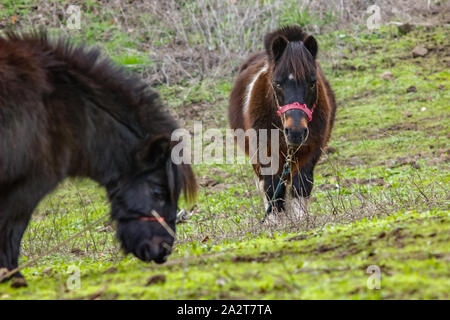 Deux poney de pâturage avec des branches de palmier et de fougère sur l'arrière-plan. Balades à cheval sur l'herbe verte et de pierres. Un ciel nuageux mais chaud et agréable journée d'hiver de la Banque D'Images