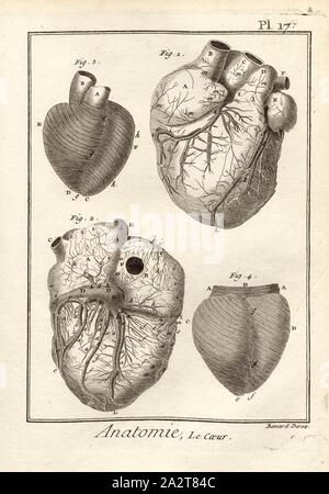 L'anatomie, le coeur, le coeur, signé : Benard direx, Pl. 17, après p. 48, Benard (dir.), 1778, Denis Diderot ; M. d'Alembert : encyclopédie, ou Dictionnaire raisonné des sciences, des arts et des métierss, des arts et des métiers. Genève : chez Pellet, [1778 MDCCLXXVIII Banque D'Images