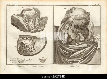 Détails de l'anatomie, le coeur, le coeur, signé : Benard direx, 2e pl. 17 et 18, après p. 48, Benard (dir.), 1778, Denis Diderot ; M. d'Alembert : encyclopédie, ou Dictionnaire raisonné des sciences, des arts et des métierss, des arts et des métiers. Genève : chez Pellet, [1778 MDCCLXXVIII Banque D'Images