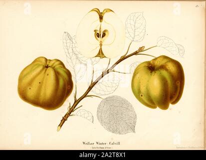 Blanc hiver calvill, apple Suisse, variété Calville blanc d'hiver, signé : couleur imprimer par J. Tribelhorn, fig. 50, Tribelhorn, J. (imp.), 1863, Schweizerisch. Landwirtschaftl. Verein (Hg.) : Schweizerische Obstsorten. [S.l.] : Schweizerischer Landwirtschaftlicher Verein, [1863 Banque D'Images