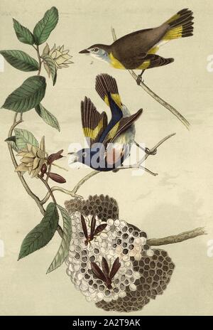 Paruline flamboyante - Charme de Virginie ou à l'avant-wood Tree, Moucherolle vert (Setophaga ruticilla, Muscicapa ruticilla), charme ou de charme (Carpinus), signé : J.J. Audubon, J.T. Bowen, lithographie, Pl. 68 (vol. 1), Audubon, John James (dessinée) ; Bowen, H. (lith.), 1856, John James Audubon : les oiseaux d'Amérique : à partir de dessins réalisés aux États-Unis et dans leurs territoires. New York : Audubon, 1856 Banque D'Images