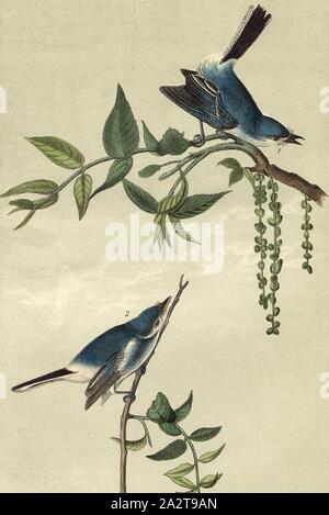 Moucherolle gris-bleu - Le Noyer noir Juglans nigra, Bluebird catcher (Polioptila caerulea, Culicivora coerulea), le noyer noir, signé : J.J. Audubon, J.T. Bowen, lithographie, Pl. 70 (vol. 1), Audubon, John James (dessinée) ; Bowen, H. (lith.), 1856, John James Audubon : les oiseaux d'Amérique : à partir de dessins réalisés aux États-Unis et dans leurs territoires. New York : Audubon, 1856 Banque D'Images