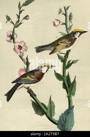 Chesnut-verso Wood-Warbler - Espèce de Molène, Verbascum blattaria, Paruline (Sylvicola icterocephala) cafard, Molène, aussi Schabenkraut, signé : J.J. Audubon, J.T. Bowen, lithographie, Pl. 81 (vol. 2), Audubon, John James (dessinée) ; Bowen, H. (lith.), 1856, John James Audubon : les oiseaux d'Amérique : à partir de dessins réalisés aux États-Unis et dans leurs territoires. New York : Audubon, 1856 Banque D'Images