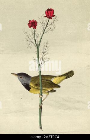 Deuil Ground-Warbler - Pheasant's-eye, Flos Adonis., la paruline à tête grise (Geothlypis trichas philadelphia, philadelphia), Autumn-Adonis (Adnois annua), signé : J.J. Audubon, J.T. Bowen, lithographie, Pl. 101 (Vol. 2), Audubon, John James (dessinée) ; Bowen, H. (lith.), 1856, John James Audubon : les oiseaux d'Amérique : à partir de dessins réalisés aux États-Unis et dans leurs territoires. New York : Audubon, 1856 Banque D'Images