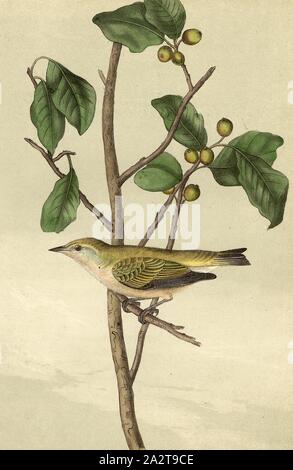 Arizona swamp warbler - laxiflora hexagonal, Brewing orangée (Vermivora peregrina, Helinaia peregrina), signé : J.J. Audubon, J.T. Bowen, lithographie, Pl. 110 (vol. 2), Audubon, John James (dessinée) ; Bowen, H. (lith.), 1856, John James Audubon : les oiseaux d'Amérique : à partir de dessins réalisés aux États-Unis et dans leurs territoires. New York : Audubon, 1856 Banque D'Images