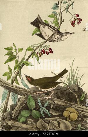 Bergeronnette printanière à couronne dorée (muguet) - Usine Woody Nightshade, Pieper's Warbler (Seiurus aurocapilla,, Seiurus aurocapillus), morelle douce-amère (Solanum dulcamara), signé : J.J. Audubon, J.T. Bowen, lithographie, Pl. 148 (vol. 3), Audubon, John James (dessinée) ; Bowen, H. (lith.), 1856, John James Audubon : les oiseaux d'Amérique : à partir de dessins réalisés aux États-Unis et dans leurs territoires. New York : Audubon, 1856 Banque D'Images