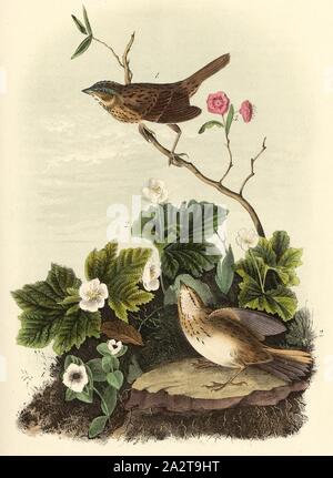 Lincoln's Pinewood Finch - Dwarf Cornel - Plaquebière - Kalmia glauques, Lincolnammer (Peucaea lincolnii), du cornouiller (Cornus canadensis), plaquebière (Rubus chamaemorus), Kalmia glauca, signé : J.J. Audubon, J.T. Bowen, lithographie, Pl. 177 (Vol. 3), Audubon, John James (dessinée) ; Bowen, H. (lith.), 1856, John James Audubon : les oiseaux d'Amérique : à partir de dessins réalisés aux États-Unis et dans leurs territoires. New York : Audubon, 1856 Banque D'Images