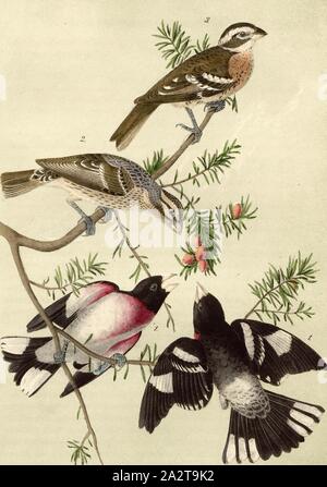 Long-Grosbeak à poitrine rose - if du Taxus canadensis, Hawfinch (Coccoborus ludovicianus), l'if du Canada, signé : J.J. Audubon, J.T. Bowen, lithographie, Pl. 205 (vol. 3), Audubon, John James (dessinée) ; Bowen, H. (lith.), 1856, John James Audubon : les oiseaux d'Amérique : à partir de dessins réalisés aux États-Unis et dans leurs territoires. New York : Audubon, 1856 Banque D'Images