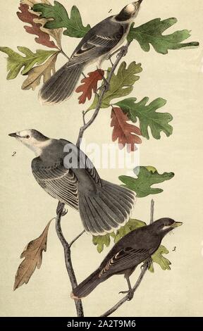 Canada Jay - le chêne blanc Quercus alba, Eurasien (Perisoreus canadensis, Garrulus canadensis), chêne blanc (Quercus alba), signé : J.J. Audubon, J.T. Bowen, lithographie, Pl. 234 (vol. 4), Audubon, John James (dessinée) ; Bowen, H. (lith.), 1856, John James Audubon : les oiseaux d'Amérique : à partir de dessins réalisés aux États-Unis et dans leurs territoires. New York : Audubon, 1856 Banque D'Images