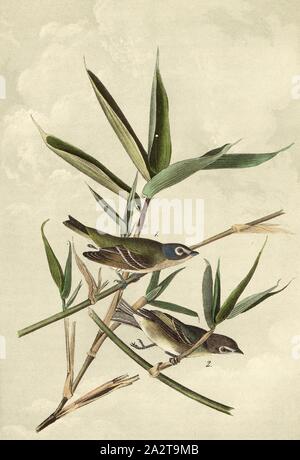 Viréo ou Greenlet - American Bane. Miegia macrosperma, Viréo à tête bleue (Vireo solitarius), signé : J.J. Audubon, J.T. Bowen, lithographie, Pl. 239 (vol. 4), Audubon, John James (dessinée) ; Bowen, H. (lith.), 1856, John James Audubon : les oiseaux d'Amérique : à partir de dessins réalisés aux États-Unis et dans leurs territoires. New York : Audubon, 1856 Banque D'Images