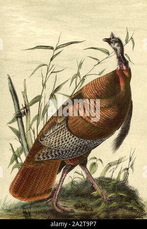 Le Dindon sauvage (Meleagris gallopavo, Turquie), signé : J.J. Audubon, J.T. Bowen, lithographie, Pl. 287 (Vol. 5), Audubon, John James (dessinée) ; Bowen, H. (lith.), 1856, John James Audubon : les oiseaux d'Amérique : à partir de dessins réalisés aux États-Unis et dans leurs territoires. New York : Audubon, 1856 Banque D'Images