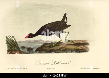 Gallinule commune, Gallinule poule-d'eau (Gallinula chloropus), signé : J.J. Audubon, J.T. Bowen, lithographie, Pl. 304 (vol. 5), Audubon, John James (dessinée) ; Bowen, H. (lith.), 1856, John James Audubon : les oiseaux d'Amérique : à partir de dessins réalisés aux États-Unis et dans leurs territoires. New York : Audubon, 1856 Banque D'Images