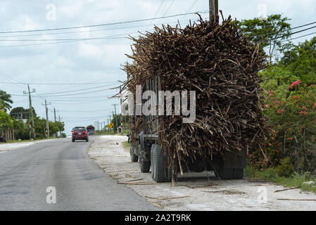 La canne à sucre, complètement chargé sur camion road à Orange Walk, Belize. Banque D'Images