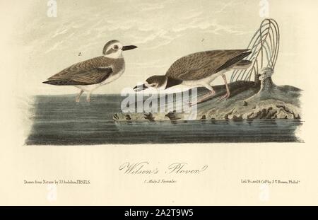 Pluvier de Wilson, Wilson's Plover (Charadrius wilsonia), signé : J.J. Audubon, J.T. Bowen, lithographie, Pl. (319 Bd. 5), Audubon, John James (dessinée) ; Bowen, H. (lith.), 1856, John James Audubon : les oiseaux d'Amérique : à partir de dessins réalisés aux États-Unis et dans leurs territoires. New York : Audubon, 1856 Banque D'Images