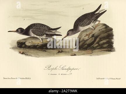 Bécasseau violet (Calidris maritima, Sandpiper Tringa, maritima), signé : J.J. Audubon, J.T. Bowen, lithographie, Pl. 330 (vol. 5), Audubon, John James (dessinée) ; Bowen, H. (lith.), 1856, John James Audubon : les oiseaux d'Amérique : à partir de dessins réalisés aux États-Unis et dans leurs territoires. New York : Audubon, 1856 Banque D'Images