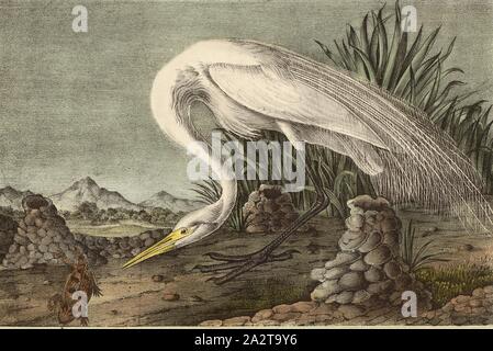 Great American white Egret, Grande Aigrette (Ardea alba egretta, Casmerodius albus, un Egrett alba), signé : J.J. Audubon, J.T. Bowen, lithographie, Pl. 370 (vol. 6), Audubon, John James (dessinée) ; Bowen, H. (lith.), 1856, John James Audubon : les oiseaux d'Amérique : à partir de dessins réalisés aux États-Unis et dans leurs territoires. New York : Audubon, 1856 Banque D'Images