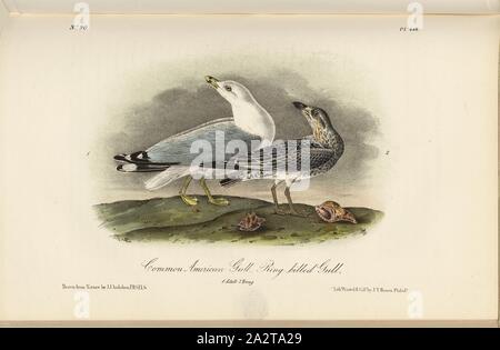 Américain commun, mouette, Goéland à bec cerclé ring-billed Gull (Larus delawarensis, Larus zonorhynchus), signé : J.J. Audubon, J.T. Bowen, lithographie, Pl. 446 (vol. 7), Audubon, John James (dessinée) ; Bowen, H. (lith.), 1856, John James Audubon : les oiseaux d'Amérique : à partir de dessins réalisés aux États-Unis et dans leurs territoires. New York : Audubon, 1856 Banque D'Images