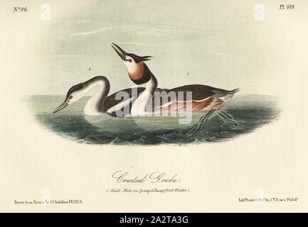 Grèbe huppé, grèbe huppé (Podiceps cristatus), signé : J.J. Audubon, J.T. Bowen, lithographie, Pl. 479 (vol. 7), Audubon, John James (dessinée) ; Bowen, H. (lith.), 1856, John James Audubon : les oiseaux d'Amérique : à partir de dessins réalisés aux États-Unis et dans leurs territoires. New York : Audubon, 1856 Banque D'Images