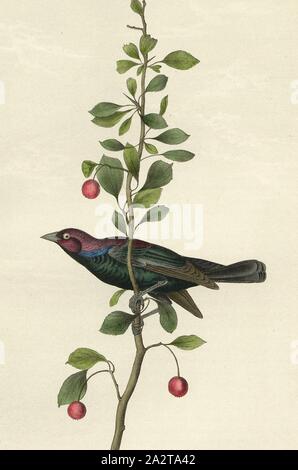 Blackbird brasseurs, Violet pourpre (Euphagus cyanocephalus, Quiscalus brewerii), signé : J.J. Audubon, J.T. Bowen, lithographie, Pl. 492 (vol. 7), Audubon, John James (dessinée) ; Bowen, H. (lith.), 1856, John James Audubon : les oiseaux d'Amérique : à partir de dessins réalisés aux États-Unis et dans leurs territoires. New York : Audubon, 1856 Banque D'Images