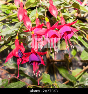 Fuchsia Dollar Princess montrant des fleurs ouvertes et les bourgeons en été Banque D'Images