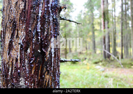 Tronc de l'arbre de près. Il y a l'écorce et la résine durcie sur l'arbre. Dans l'arrière-plan flou artistique dans une forêt. Place pour le texte. Paysage de forêt. Banque D'Images