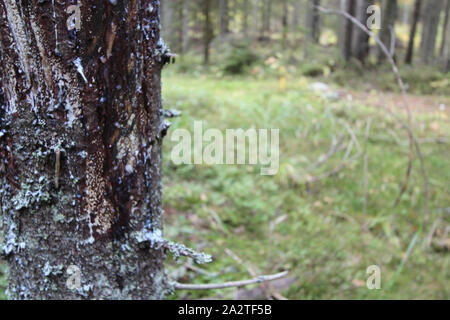 Tronc de l'arbre de près. Il y a l'écorce et la résine durcie sur l'arbre. Dans l'arrière-plan flou artistique dans une forêt. Place pour le texte. Paysage de forêt. Banque D'Images