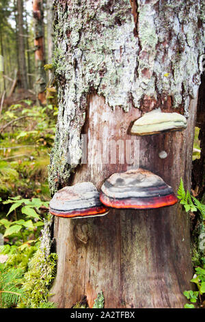 Plusieurs champignons sur un tronc d'arbre. Arrière-plan de la forêt. Paysage d'automne. Banque D'Images