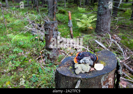 La mousse sur une souche d'arbre avec un champignon. Arrière-plan de la forêt. Banque D'Images