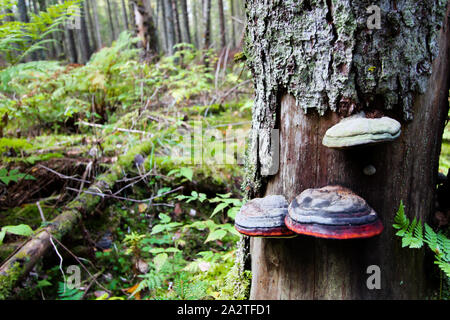 Plusieurs champignons sur un tronc d'arbre. Arrière-plan de la forêt. Paysage d'automne. Banque D'Images