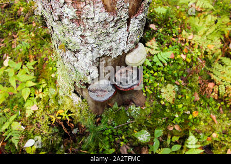 Plusieurs champignons sur un tronc d'arbre. Arrière-plan de la forêt. Paysage d'automne. Banque D'Images