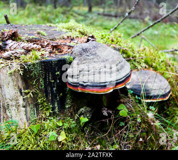 La mousse sur une souche d'arbre avec un champignon. Arrière-plan de la forêt. Banque D'Images