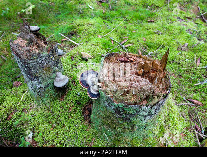 La mousse sur une souche d'arbre avec un champignon. Arrière-plan de la forêt. Banque D'Images