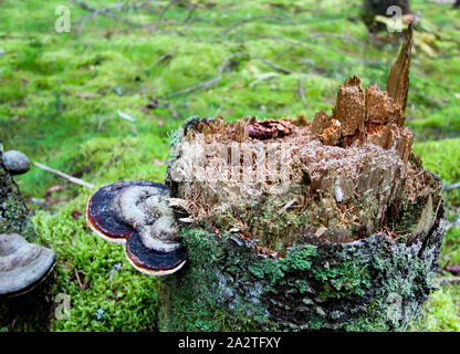 La mousse sur une souche d'arbre avec un champignon. Arrière-plan de la forêt. Banque D'Images