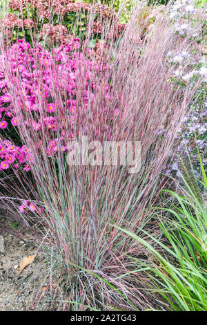 Little Bluestem Schizachyrium scoparium 'Blue Heaven' Andropogon scoparius herbes ornementales Purple Aster jardin d'automne octobre herbe décorative Banque D'Images