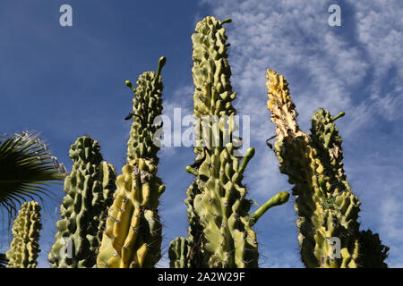 Cactus énorme sur un fond de ciel bleu Banque D'Images