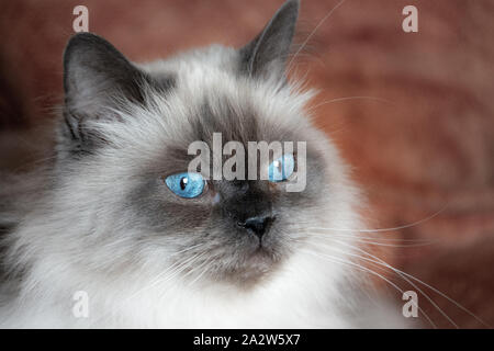 Les yeux bleus de l'himalaya un chat couché sur un canapé lui donner un brillant et sévère Banque D'Images