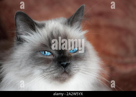 Les yeux bleus de l'himalaya un chat couché sur un canapé lui donner un brillant et sévère Banque D'Images