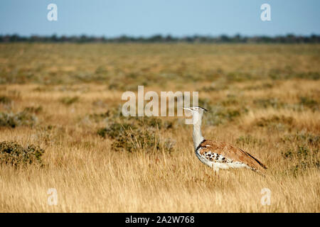 Outarde Kori vraiment un grand oiseau en vol, photographié dans la savane namibienne Banque D'Images