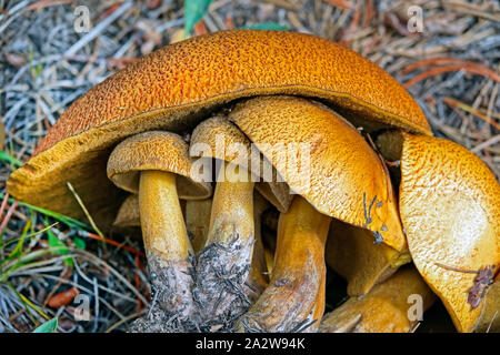 Un grand groupe de champignons Suillus tomentosus, appelé aussi glissante du Pauvre Jack,ou enneigées. Suillusa Psilocarpe Ils sont d'un grand champignon brun, usuall Banque D'Images